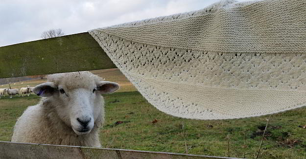 Sheep and shawl